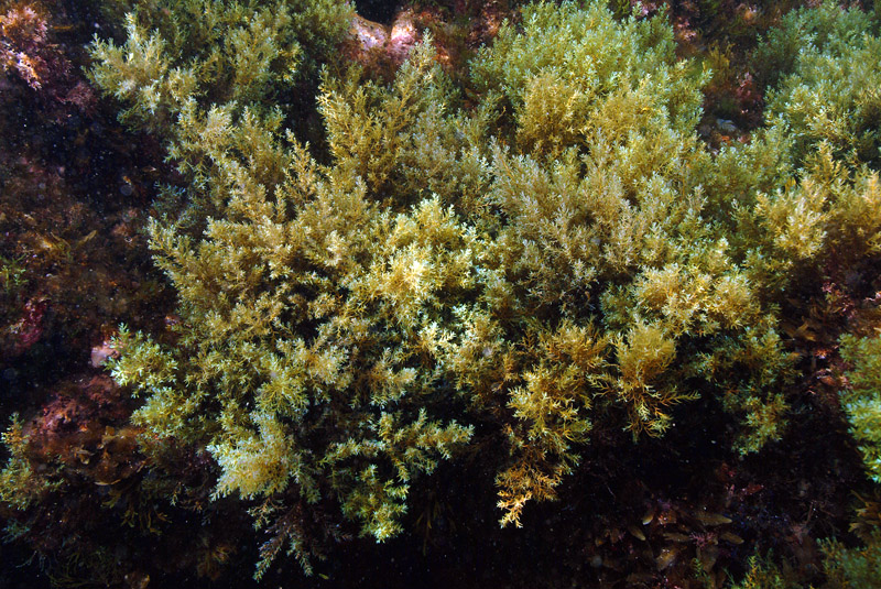 Cystoseira sp.